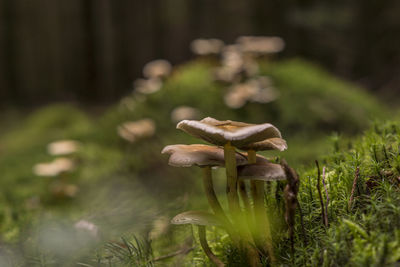 Close-up of mushroom growing on grass