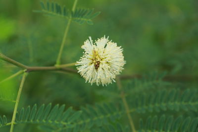Close-up of white flower