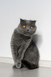 Portrait of cat sitting on floor against white background