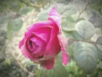 Close-up of pink flower blooming outdoors