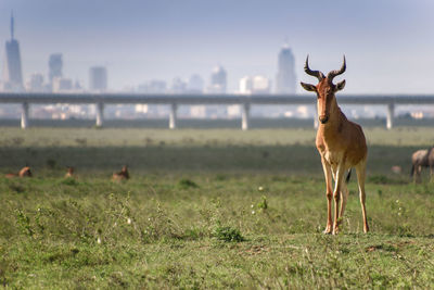 Deer standing on field