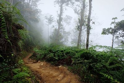Trees in forest against sky