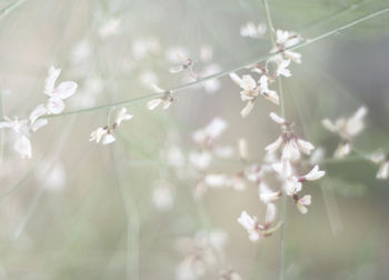 Close-up of white flowering plant