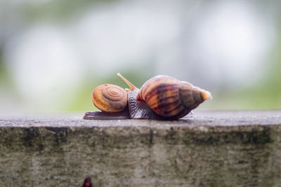 Close-up of snail on wall