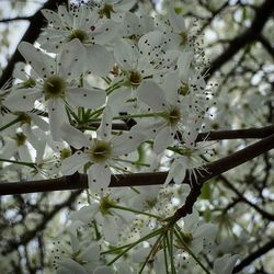 Close-up of cherry blossoms in spring