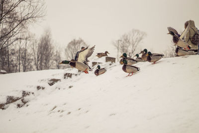 View of birds on snow covered landscape