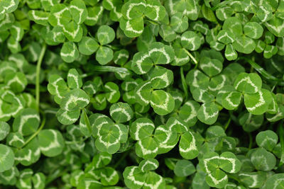 Full frame shot of green leaves