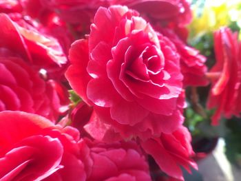 Close-up of pink flower