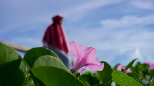 Close-up of pink flowering plant against sky