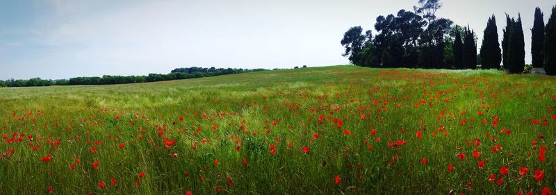 Scenic view of poppy field against sky