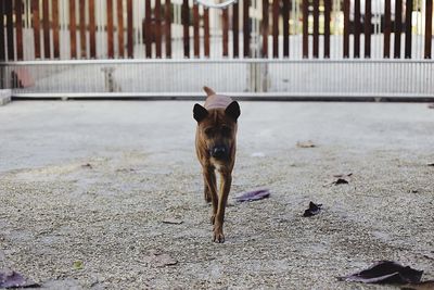 Close-up of dog