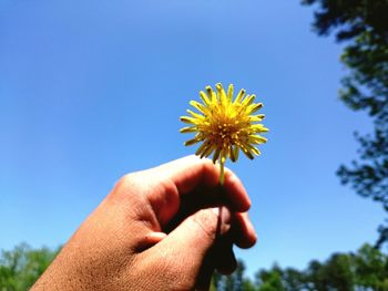 Close-up of hand holding flower against clear blue sky