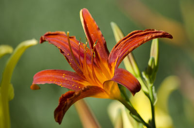 Close-up of red flower