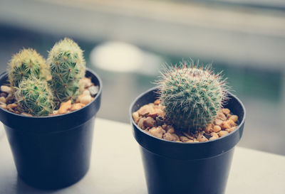 Close-up of cactus plants on table