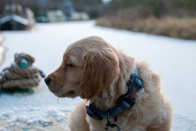 Close-up of dog