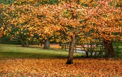 Autumn leaves on field