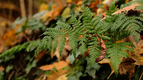 Green fern leaves, natural floral fern in forest. natural thickets, floral abstract background. 