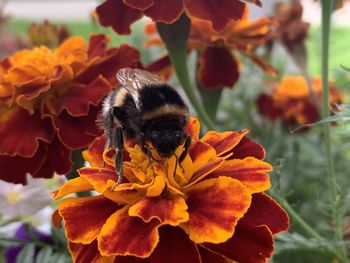 Close-up of bee pollinating on flower