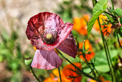 Close-up of red flower