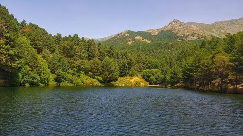 Scenic view of lake in forest against sky