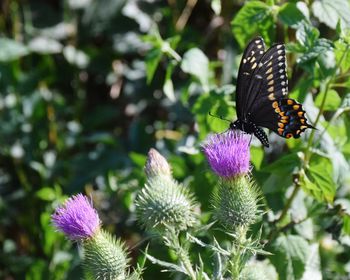 Close-up of butterfly pollinating on purple flower