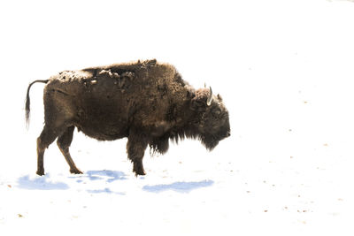 Side view of an animal on snow covered land