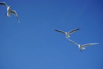 Low angle view of birds flying in sky