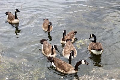 High angle view of ducks swimming in lake