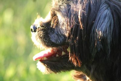 Close-up of dog