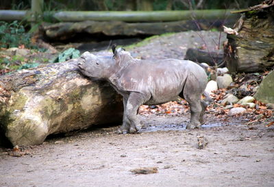 Horse on rock in zoo