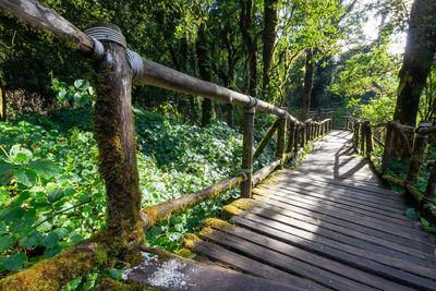 Wooden path in the high mountain forest