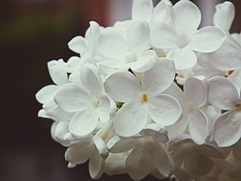Close-up of white flowers
