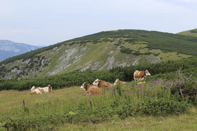 Sheep in a field