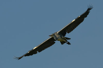 Low angle view of bird flying against clear blue sky