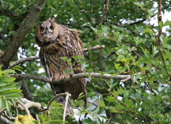 Bird perching on branch