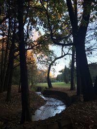 Trees in forest