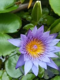 Close-up of purple water lily