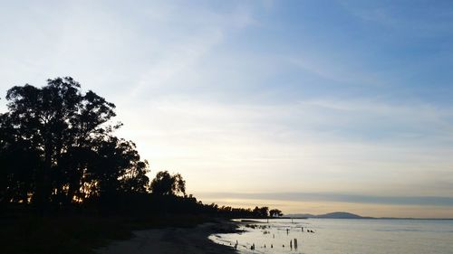 Silhouette of trees on beach