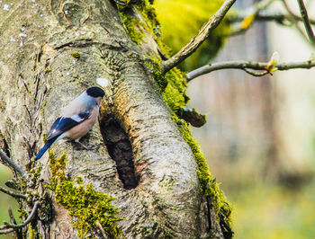 Low angle view of bird perching on tree