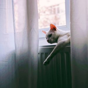 Cat looking through window at home