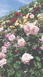 Close-up of pink rose bouquet