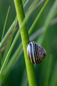 Close-up of snail on plant