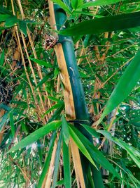 High angle view of bamboo on field