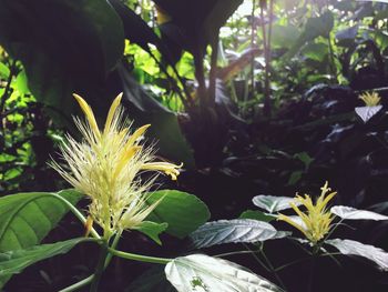 Close-up of flower blooming outdoors