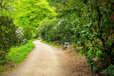 Road amidst trees and plants