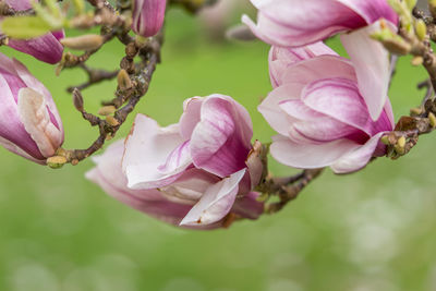 Close-up of pink cherry blossom