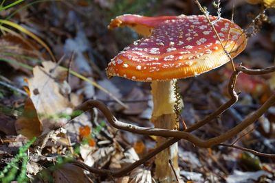 Close-up of fly agaric mushroom