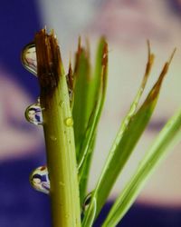 Close-up of plant