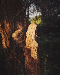 Close-up of mushroom growing on tree trunk