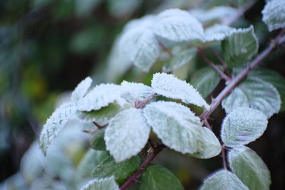 Close-up of frozen plant leaves during winter